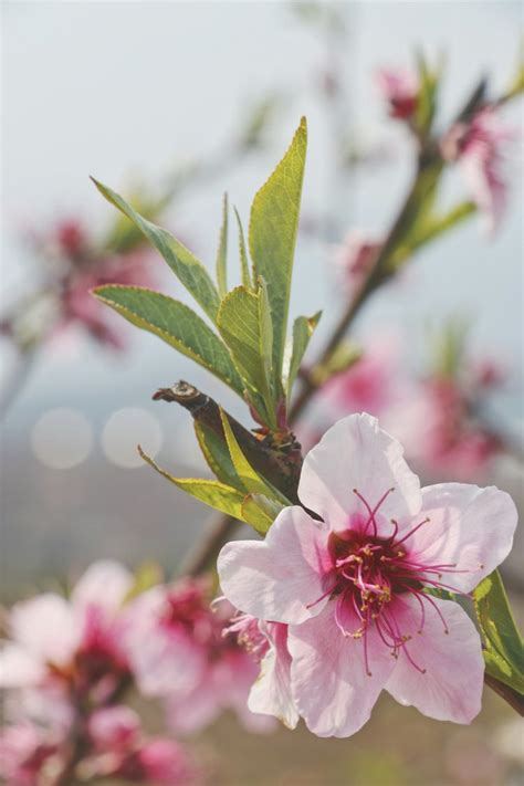 客廳桃花位|2024年「增強桃花運」居家風水4大秘訣：桃花星方位要擺對，燈。